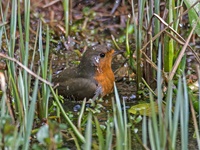 Rotkehlchen aufgenommen im heimischen Garten Das Rotkehlchen (Erithacus rubecula) ist eine Vogelart aus der Familie der Fliegenschnäpper (Muscicapidae). Es besiedelt Nordafrika, Europa und Kleinasien sowie die Mittelmeerinseln. Seine Nahrung besteht vor allem aus Insekten, kleinen Spinnen, Würmern und Schnecken. Sein Gesang beginnt etwa eine Stunde vor Sonnenaufgang und ist bis in die Dämmerung fast das ganze Jahr über zu hören. Die Art gilt derzeit als ungefährdet.