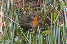 Rotkehlchen aufgenommen im heimischen Garten Das Rotkehlchen (Erithacus rubecula) ist eine Vogelart aus der Familie der Fliegenschnäpper (Muscicapidae). Es besiedelt Nordafrika, Europa und Kleinasien sowie die Mittelmeerinseln. Seine Nahrung besteht vor allem aus Insekten, kleinen Spinnen, Würmern und Schnecken. Sein Gesang beginnt etwa eine Stunde vor Sonnenaufgang und ist bis in die Dämmerung fast das ganze Jahr über zu hören. Die Art gilt derzeit als ungefährdet.
