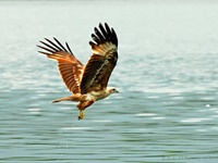 Seeadler aufgenommen in Tanjung Rhu/ Lankawi/Malaysia Der Seeadler (Haliaeetus albicilla) ist ein Greifvogel aus der Familie der Habichtartigen (Accipitridae). Seeadler bewohnen gewässerreiche Landschaften Eurasiens von Grönland bis zum Pazifik. Sie ernähren sich überwiegend von Fischen, Wasservögeln und Aas.