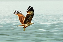 Seeadler aufgenommen in Tanjung Rhu/ Lankawi/Malaysia Der Seeadler (Haliaeetus albicilla) ist ein Greifvogel aus der Familie der Habichtartigen (Accipitridae). Seeadler bewohnen gewässerreiche Landschaften Eurasiens von Grönland bis zum Pazifik. Sie ernähren sich überwiegend von Fischen, Wasservögeln und Aas.