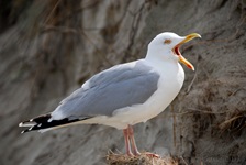 Möwe aufgenommen auf der Insel Baltrum Die Möwen (Laridae) bilden eine Vogelfamilie innerhalb der Ordnung der Regenpfeiferartigen (Charadriiformes beziehungsweise Wat- und Möwenvögel). Neben den eigentlichen Möwen werden von einigen Autoren auch die Raubmöwen (Stercorariidae), die Seeschwalben (Sternidae) und Scherenschnäbel (Rhynchopidae) sowie manchmal auch die Alkenvögel (Alcidae) in diese Familie eingegliedert.
