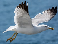 Möwe aufgenommen in Villa Franca do Campo/Azoren Die Möwen (Laridae) bilden eine Vogelfamilie innerhalb der Ordnung der Regenpfeiferartigen (Charadriiformes beziehungsweise Wat- und Möwenvögel). Neben den eigentlichen Möwen werden von einigen Autoren auch die Raubmöwen (Stercorariidae), die Seeschwalben (Sternidae) und Scherenschnäbel (Rhynchopidae) sowie manchmal auch die Alkenvögel (Alcidae) in diese Familie eingegliedert.
