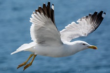 Möwe aufgenommen in Villa Franca do Campo/Azoren Die Möwen (Laridae) bilden eine Vogelfamilie innerhalb der Ordnung der Regenpfeiferartigen (Charadriiformes beziehungsweise Wat- und Möwenvögel). Neben den eigentlichen Möwen werden von einigen Autoren auch die Raubmöwen (Stercorariidae), die Seeschwalben (Sternidae) und Scherenschnäbel (Rhynchopidae) sowie manchmal auch die Alkenvögel (Alcidae) in diese Familie eingegliedert.