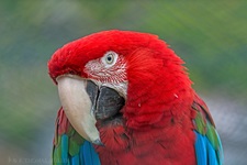 Roter Ara im zoologischen Garten in Povoacao/Azoren Der Hellrote Ara (Ara macao) – auch Arakanga genannt – ist eine Papageienart aus der Gattung der Eigentlichen Aras. Er ist einer der größten Papageien der Welt. Er kann eine Länge von bis zu 90 cm und ein Gewicht von bis zu 1 kg erreichen.