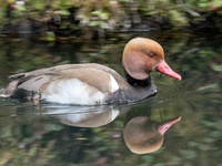 Kolbenente/Terra Nostra Park/Azoren Die Kolbenente (Netta rufina) ist eine etwa stockentengroße Vogelart aus der Familie der Entenvögel (Anatidae). Sie zählt zu den Tauchenten und kann bis zu 30 Sekunden unter Wasser bleiben. Das Männchen ist im Prachtkleid mit seiner fuchsroten Kopffärbung und dem karminroten Schnabel unverkennbar.