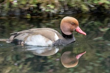 Kolbenente/Terra Nostra Park/Azoren Die Kolbenente (Netta rufina) ist eine etwa stockentengroße Vogelart aus der Familie der Entenvögel (Anatidae). Sie zählt zu den Tauchenten und kann bis zu 30 Sekunden unter Wasser bleiben. Das Männchen ist im Prachtkleid mit seiner fuchsroten Kopffärbung und dem karminroten Schnabel unverkennbar.