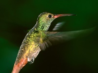 Kolibri aufgenommen in Costa Rica Die Kolibris (Trochilidae) sind Vögel und stellen nach Ansicht fast aller Autoren die einzige Familie der Ordnung der Kolibriartigen (Trochiliformes) dar. Sie sind allerdings sowohl mit den Seglern (Apodidae) als auch mit den Baumseglern (Hemiprocnidae) so nahe verwandt, dass sie manchmal mit diesen in der Ordnung der Seglervögel (Apodiformes) zusammengefasst werden. Die Familie der Kolibris umfasst mehr als 100 Gattungen mit mehr als 330–340 Arten. Der Name Kolibri wurde im 18. Jahrhundert aus dem Französischen entlehnt (frz. colibri) und stammt wohl aus einer karibischen Sprache