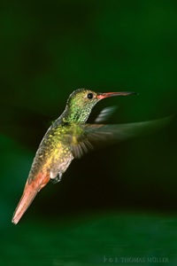 Kolibri aufgenommen in Costa Rica Die Kolibris (Trochilidae) sind Vögel und stellen nach Ansicht fast aller Autoren die einzige Familie der Ordnung der Kolibriartigen (Trochiliformes) dar. Sie sind allerdings sowohl mit den Seglern (Apodidae) als auch mit den Baumseglern (Hemiprocnidae) so nahe verwandt, dass sie manchmal mit diesen in der Ordnung der Seglervögel (Apodiformes) zusammengefasst werden. Die Familie der Kolibris umfasst mehr als 100 Gattungen mit mehr als 330–340 Arten. Der Name Kolibri wurde im 18. Jahrhundert aus dem Französischen entlehnt (frz. colibri) und stammt wohl aus einer karibischen Sprache