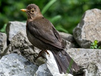Weibliche Schwarzdrossel aufgenommen im heimischen Garten Die Amsel (Turdus merula) oder Schwarzdrossel ist eine Vogelart der Familie der Drosseln (Turdidae). In Europa zählt die Amsel als einer der am weitesten verbreiteten Vertreter dieser Familie zu den bekanntesten Vögeln überhaupt. Ihre Körperlänge liegt zwischen 24 und 27 Zentimetern. Die Männchen sind schwarz gefärbt und haben einen gelben Schnabel, das Gefieder der Weibchen ist größtenteils dunkelbraun. Der melodiöse und laut vorgetragene Reviergesang der Männchen ist in Mitteleuropa hauptsächlich zwischen Anfang März und Ende Juli zu hören und kann bereits vor der Morgendämmerung beginnen.