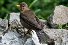 Weibliche Schwarzdrossel aufgenommen im heimischen Garten Die Amsel (Turdus merula) oder Schwarzdrossel ist eine Vogelart der Familie der Drosseln (Turdidae). In Europa zählt die Amsel als einer der am weitesten verbreiteten Vertreter dieser Familie zu den bekanntesten Vögeln überhaupt. Ihre Körperlänge liegt zwischen 24 und 27 Zentimetern. Die Männchen sind schwarz gefärbt und haben einen gelben Schnabel, das Gefieder der Weibchen ist größtenteils dunkelbraun. Der melodiöse und laut vorgetragene Reviergesang der Männchen ist in Mitteleuropa hauptsächlich zwischen Anfang März und Ende Juli zu hören und kann bereits vor der Morgendämmerung beginnen.