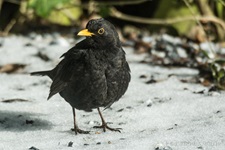 Männliche Schwarzdrossel aufgenommen im heimischen Garten Die Amsel (Turdus merula) oder Schwarzdrossel ist eine Vogelart der Familie der Drosseln (Turdidae). In Europa zählt die Amsel als einer der am weitesten verbreiteten Vertreter dieser Familie zu den bekanntesten Vögeln überhaupt. Ihre Körperlänge liegt zwischen 24 und 27 Zentimetern. Die Männchen sind schwarz gefärbt und haben einen gelben Schnabel, das Gefieder der Weibchen ist größtenteils dunkelbraun. Der melodiöse und laut vorgetragene Reviergesang der Männchen ist in Mitteleuropa hauptsächlich zwischen Anfang März und Ende Juli zu hören und kann bereits vor der Morgendämmerung beginnen.
