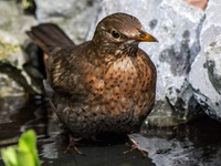 Weibliche Schwarzdrossel aufgenommen im heimischen Garten Die Amsel (Turdus merula) oder Schwarzdrossel ist eine Vogelart der Familie der Drosseln (Turdidae). In Europa zählt die Amsel als einer der am weitesten verbreiteten Vertreter dieser Familie zu den bekanntesten Vögeln überhaupt. Ihre Körperlänge liegt zwischen 24 und 27 Zentimetern. Die Männchen sind schwarz gefärbt und haben einen gelben Schnabel, das Gefieder der Weibchen ist größtenteils dunkelbraun. Der melodiöse und laut vorgetragene Reviergesang der Männchen ist in Mitteleuropa hauptsächlich zwischen Anfang März und Ende Juli zu hören und kann bereits vor der Morgendämmerung beginnen.