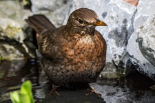 Weibliche Schwarzdrossel aufgenommen im heimischen Garten Die Amsel (Turdus merula) oder Schwarzdrossel ist eine Vogelart der Familie der Drosseln (Turdidae). In Europa zählt die Amsel als einer der am weitesten verbreiteten Vertreter dieser Familie zu den bekanntesten Vögeln überhaupt. Ihre Körperlänge liegt zwischen 24 und 27 Zentimetern. Die Männchen sind schwarz gefärbt und haben einen gelben Schnabel, das Gefieder der Weibchen ist größtenteils dunkelbraun. Der melodiöse und laut vorgetragene Reviergesang der Männchen ist in Mitteleuropa hauptsächlich zwischen Anfang März und Ende Juli zu hören und kann bereits vor der Morgendämmerung beginnen.