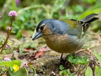 Buchfink aufgenommen in Caldeira Velha/Azoren Der Buchfink (Fringilla coelebs) ist ein zur Familie der Finken (Fringillidae) gehöriger Singvogel. Er kommt in ganz Europa mit Ausnahme Islands und des nördlichsten Skandinaviens vor, sein Verbreitungsgebiet erstreckt sich in östlicher Richtung bis nach Mittelsibirien. Er ist außerdem ein Brutvogel in Nordafrika und Vorderasien bis einschließlich des Irans. In Neuseeland und in der Südafrikanischen Republik ist der Buchfink vom Menschen eingeführt worden.