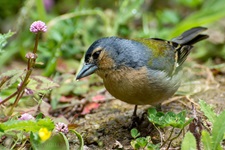Buchfink aufgenommen in Caldeira Velha/Azoren Der Buchfink (Fringilla coelebs) ist ein zur Familie der Finken (Fringillidae) gehöriger Singvogel. Er kommt in ganz Europa mit Ausnahme Islands und des nördlichsten Skandinaviens vor, sein Verbreitungsgebiet erstreckt sich in östlicher Richtung bis nach Mittelsibirien. Er ist außerdem ein Brutvogel in Nordafrika und Vorderasien bis einschließlich des Irans. In Neuseeland und in der Südafrikanischen Republik ist der Buchfink vom Menschen eingeführt worden.