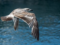 Möwe in Villa Franca do Campo/Azoren Die Möwen (Laridae) bilden eine Vogelfamilie innerhalb der Ordnung der Regenpfeiferartigen (Charadriiformes beziehungsweise Wat- und Möwenvögel). Neben den eigentlichen Möwen werden von einigen Autoren auch die Raubmöwen (Stercorariidae), die Seeschwalben (Sternidae) und Scherenschnäbel (Rhynchopidae) sowie manchmal auch die Alkenvögel (Alcidae) in diese Familie eingegliedert.