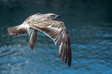 Möwe in Villa Franca do Campo/Azoren Die Möwen (Laridae) bilden eine Vogelfamilie innerhalb der Ordnung der Regenpfeiferartigen (Charadriiformes beziehungsweise Wat- und Möwenvögel). Neben den eigentlichen Möwen werden von einigen Autoren auch die Raubmöwen (Stercorariidae), die Seeschwalben (Sternidae) und Scherenschnäbel (Rhynchopidae) sowie manchmal auch die Alkenvögel (Alcidae) in diese Familie eingegliedert.