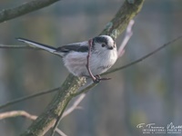Die Schwanzmeise (Aegithalos caudatus, zu lateinisch cauda ‚Schwanz‘) ist ein kleiner Sperlingsvogel aus der Familie der Schwanzmeisen (Aegithalidae). 