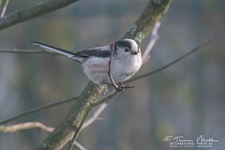 Die Schwanzmeise (Aegithalos caudatus, zu lateinisch cauda ‚Schwanz‘) ist ein kleiner Sperlingsvogel aus der Familie der Schwanzmeisen (Aegithalidae). 