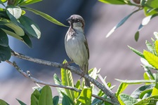 Der Haussperling (Passer domesticus) – auch Spatz oder Hausspatz genannt – ist eine Vogelart aus der Familie der Sperlinge (Passeridae) und einer der bekanntesten und am weitesten verbreiteten Singvögel.