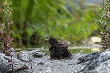 Weibliche Schwarzdrossel aufgenommen im heimischen Garten Die Amsel (Turdus merula) oder Schwarzdrossel ist eine Vogelart der Familie der Drosseln (Turdidae). In Europa zählt die Amsel als einer der am weitesten verbreiteten Vertreter dieser Familie zu den bekanntesten Vögeln überhaupt. Ihre Körperlänge liegt zwischen 24 und 27 Zentimetern. Die Männchen sind schwarz gefärbt und haben einen gelben Schnabel, das Gefieder der Weibchen ist größtenteils dunkelbraun. Der melodiöse und laut vorgetragene Reviergesang der Männchen ist in Mitteleuropa hauptsächlich zwischen Anfang März und Ende Juli zu hören und kann bereits vor der Morgendämmerung beginnen.