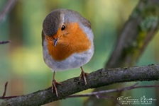 Rotkehlchen aufgenommen im heimischen Garten Das Rotkehlchen (Erithacus rubecula) ist eine Vogelart aus der Familie der Fliegenschnäpper (Muscicapidae). Es besiedelt Nordafrika, Europa und Kleinasien sowie die Mittelmeerinseln. Seine Nahrung besteht vor allem aus Insekten, kleinen Spinnen, Würmern und Schnecken. Sein Gesang beginnt etwa eine Stunde vor Sonnenaufgang und ist bis in die Dämmerung fast das ganze Jahr über zu hören. Die Art gilt derzeit als ungefährdet.