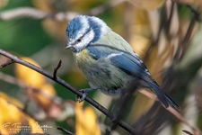 Blaumeise aufgenommen im heimischen Garten Die Blaumeise (Cyanistes caeruleus, Syn.: Parus caeruleus) ist eine Vogelart aus der Familie der Meisen (Paridae). Der Kleinvogel ist mit seinem blau-gelben Gefieder einfach zu bestimmen und in Mitteleuropa sehr häufig anzutreffen. Bevorzugte Lebensräume sind Laub- und Mischwälder mit hohem Eichenanteil; die Blaumeise ist auch häufig in Parkanlagen und Gärten zu finden. Außer in Europa kommt sie in einigen angrenzenden Gebieten Asiens vor, in Nordafrika und auf den Kanarischen Inseln. Die Population der Kanaren wird oft auch als eigene Art angesehen (Afrikanische Blaumeise, Cyanistes teneriffae).