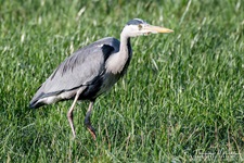 Der Graureiher (Ardea cinerea), auch Fischreiher genannt, ist eine Vogelart aus der Ordnung Pelecaniformes.