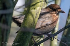 Weibliche Schwarzdrossel aufgenommen im heimischen Garten Die Amsel (Turdus merula) oder Schwarzdrossel ist eine Vogelart der Familie der Drosseln (Turdidae). In Europa zählt die Amsel als einer der am weitesten verbreiteten Vertreter dieser Familie zu den bekanntesten Vögeln überhaupt. Ihre Körperlänge liegt zwischen 24 und 27 Zentimetern. Die Männchen sind schwarz gefärbt und haben einen gelben Schnabel, das Gefieder der Weibchen ist größtenteils dunkelbraun. Der melodiöse und laut vorgetragene Reviergesang der Männchen ist in Mitteleuropa hauptsächlich zwischen Anfang März und Ende Juli zu hören und kann bereits vor der Morgendämmerung beginnen.