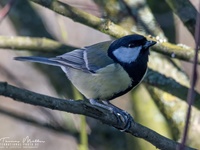 Die Kohlmeise (Parus major) ist eine Vogelart aus der Familie der Meisen (Paridae). Sie ist die größte und am weitesten verbreitete Meisenart in Europa. Ihr Verbreitungsgebiet erstreckt sich jedoch bis in den Nahen Osten und durch die gemäßigte Zone Asiens bis nach Fernost.