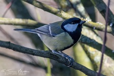 Die Kohlmeise (Parus major) ist eine Vogelart aus der Familie der Meisen (Paridae). Sie ist die größte und am weitesten verbreitete Meisenart in Europa. Ihr Verbreitungsgebiet erstreckt sich jedoch bis in den Nahen Osten und durch die gemäßigte Zone Asiens bis nach Fernost.