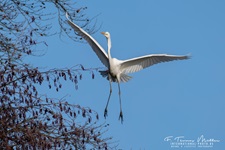 Der Silberreiher (Ardea alba, Syn.: Casmerodius albus, Egretta alba) gehört zur Familie der Reiher aus der Ordnung Pelecaniformes. 