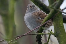 Die Heckenbraunelle (Prunella modularis) ist eine Vogelart aus der Gattung Braunellen, der einzigen Gattung in der gleichnamigen Familie Braunellen (Prunellidae). Die Heckenbraunelle ist in Mitteleuropa ein weit verbreiteter und häufiger Brut- und Sommervogel, der wegen des unauffälligen Gefieders aber meist nur durch seine Lautäußerungen auffällt. In einigen Gebieten Mitteleuropas ist sie sogar ein Jahresvogel. Heckenbraunellen sind besonders in jungen Fichtenbeständen anzutreffen. Im Gebirge kommen sie bis in die Knieholzregion vor.
