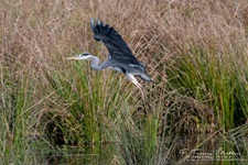 Der Graureiher (Ardea cinerea), auch Fischreiher genannt, ist eine Vogelart aus der Ordnung Pelecaniformes.