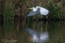 Der Silberreiher (Ardea alba, Syn.: Casmerodius albus, Egretta alba) gehört zur Familie der Reiher aus der Ordnung Pelecaniformes. 
