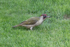 Der Grünspecht (Picus viridis), manchmal auch Grasspecht oder Erdspecht genannt, ist eine Vogelart aus der Familie der Spechte (Picidae). Der Grünspecht und seine Schwesterart, der Grauspecht (Picus canus), sind die einzigen Vertreter der Gattung Picus in Mitteleuropa.