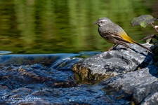 Die Gebirgsstelze (Motacilla cinerea) oder Bergstelze ist eine Singvogelart aus der Familie der Stelzen und Pieper (Motacillidae). Die sehr langschwänzige, oberseits graue und unterseits intensiv gelbe Stelze besiedelt schnell fließende, meist bewaldete Gewässer und ernährt sich vorwiegend von Insekten und deren Larven. Sie brütet oft an Wehren, Brücken oder Mühlen.